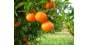 10 raons per a menjar mandarines esta temporada