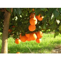 Taronja Navelina Taula 10kg