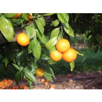 Mandarina Hernandina 5kg