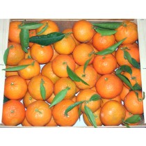 Mandarines Clemenules 10kg