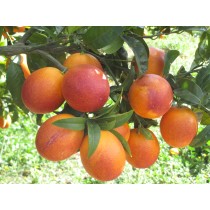 Naranja Sanguina 10kg