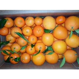 Combinats  Mandarines - Taronges Taula 15 kg