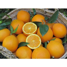 Taronja Navelate  taula 15kg