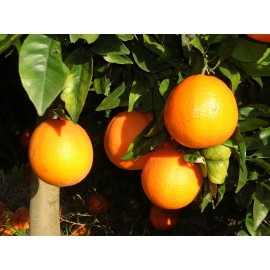 Naranja Navelina Mesa 10kg