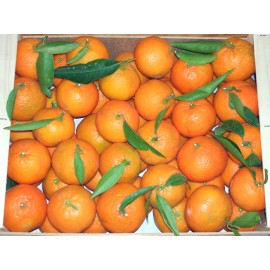  Mandarinas Clemenules 10kg